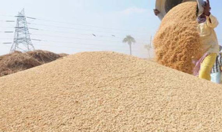 रौतहटमा धान उत्पादन घट्यो