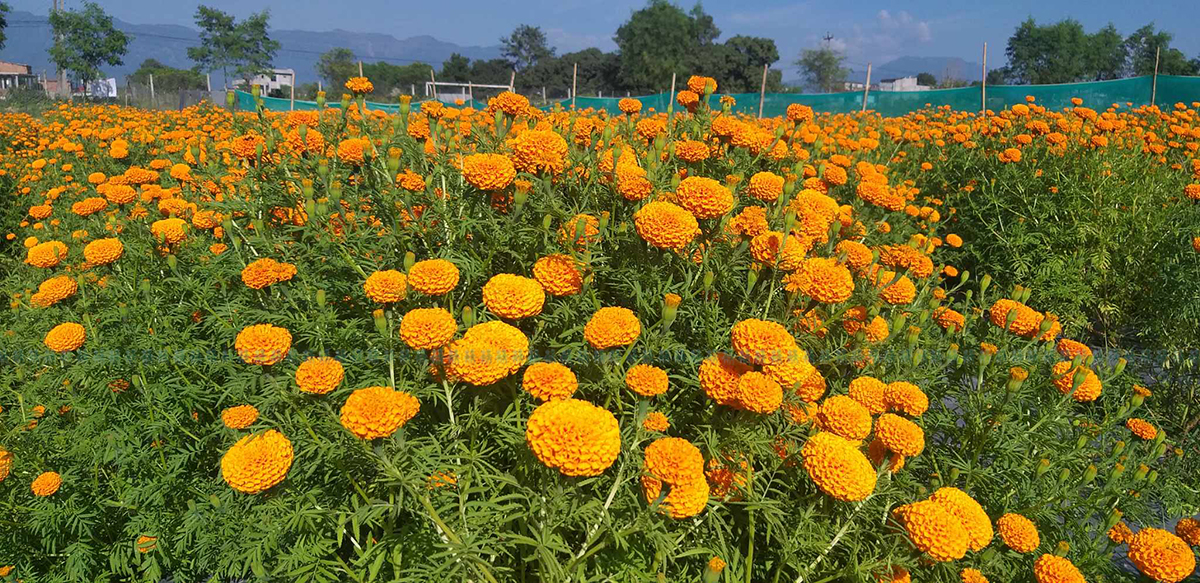 फूलखेतीबाट वार्षिक सात लाख बचत