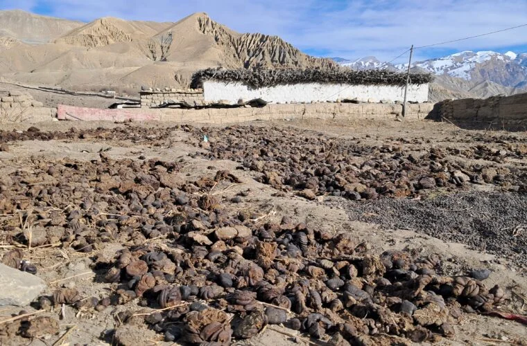 माथिल्लो मुस्ताङमा जाडो थेग्न गुइँठाको भर