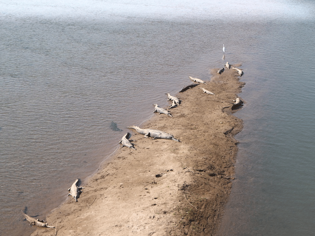 राप्ती र नारायणीमा भेटिए नौ भाले घडियाल