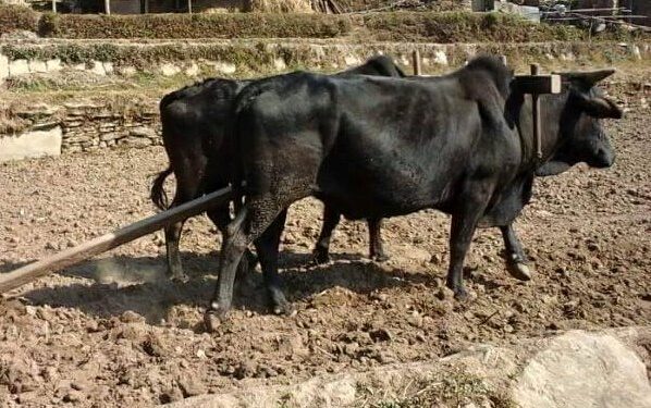 किसानलाई अनुदान रकम प्रदान