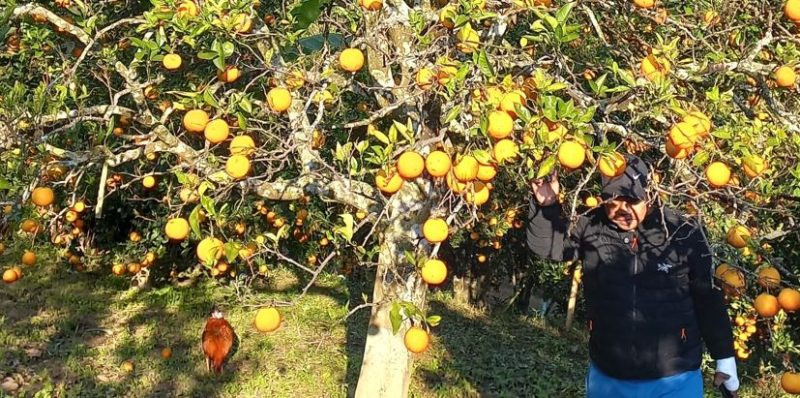 गोलन्जोरका जुनार–सुन्तला बगैँचामा पैसाको बिटो