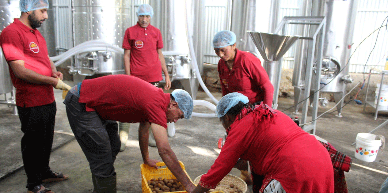 गाउँमै उद्योग स्थापना भएपछि किबी उत्पादन गर्ने किसानलाई राहत