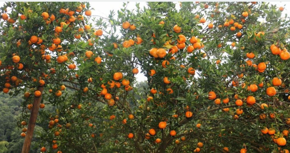 मौसमले साथ दिँदा सुन्तला उत्पादनमा वृद्धि