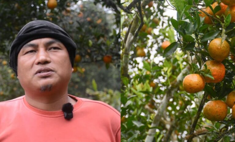 भिरालो जग्गामा सुन्तलाखेती गरेर वार्षिक १६ लाख आम्दानी