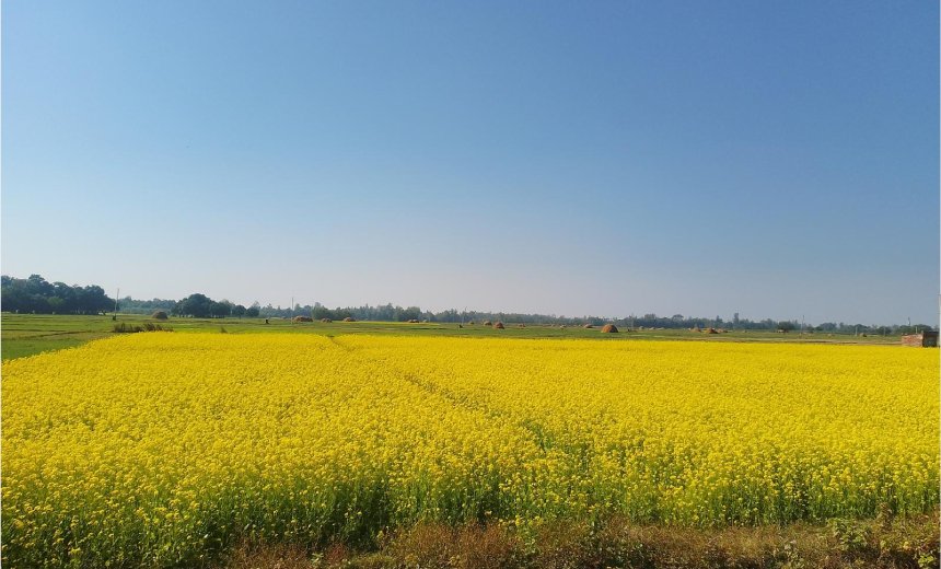 बाँकेमा तेलहन बाली उत्पादन घट्दो क्रममा
