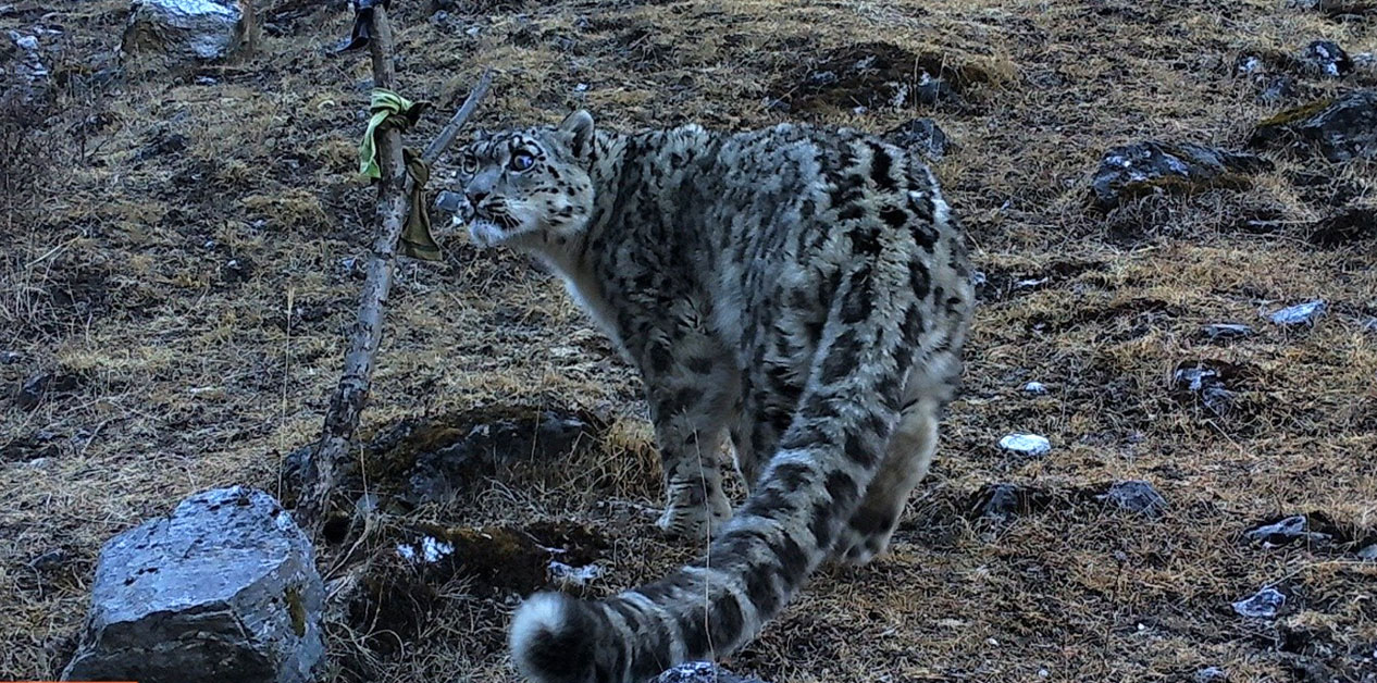 उच्च हिमालयकी एकआँखे रानी