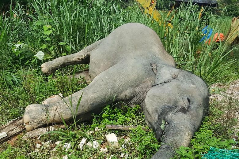 झापामा जङ्गली हात्ती मृत फेला