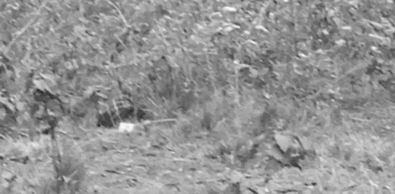 वन हेरालुको हत्या‚ टाउको भेटियो