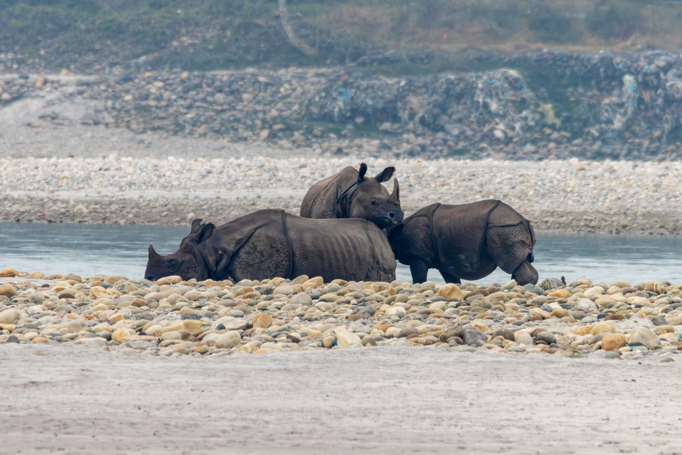 नारायणी किनारमा एकसिंगे दुर्लभ गैंडाको प्रकृति प्रजनन दृश्य [फोटो फिचर]