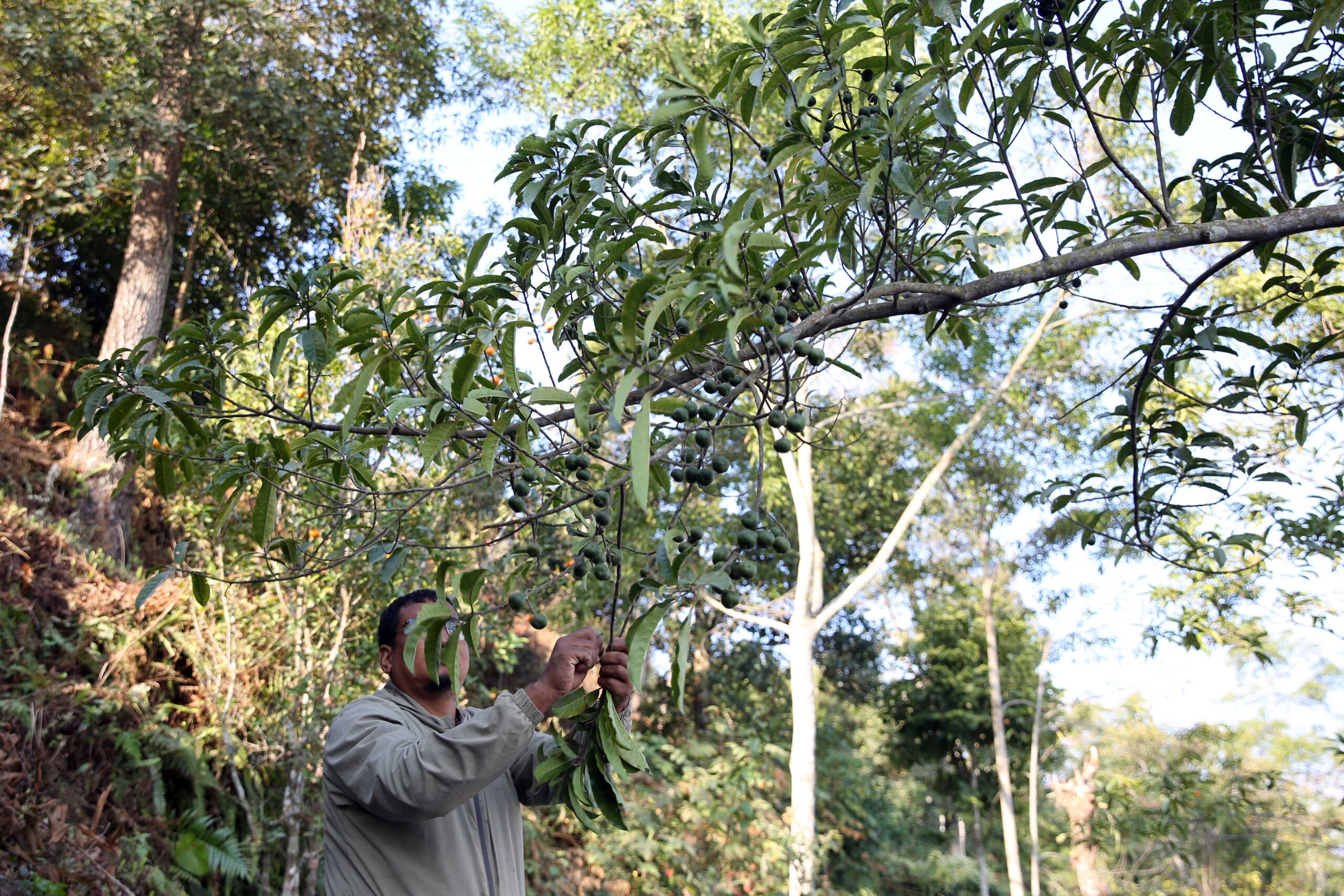 भोजपुरका किसानको आम्दानीको प्रमुख स्रोत बन्यो रुद्राक्ष खेती [फोटो फिचर]