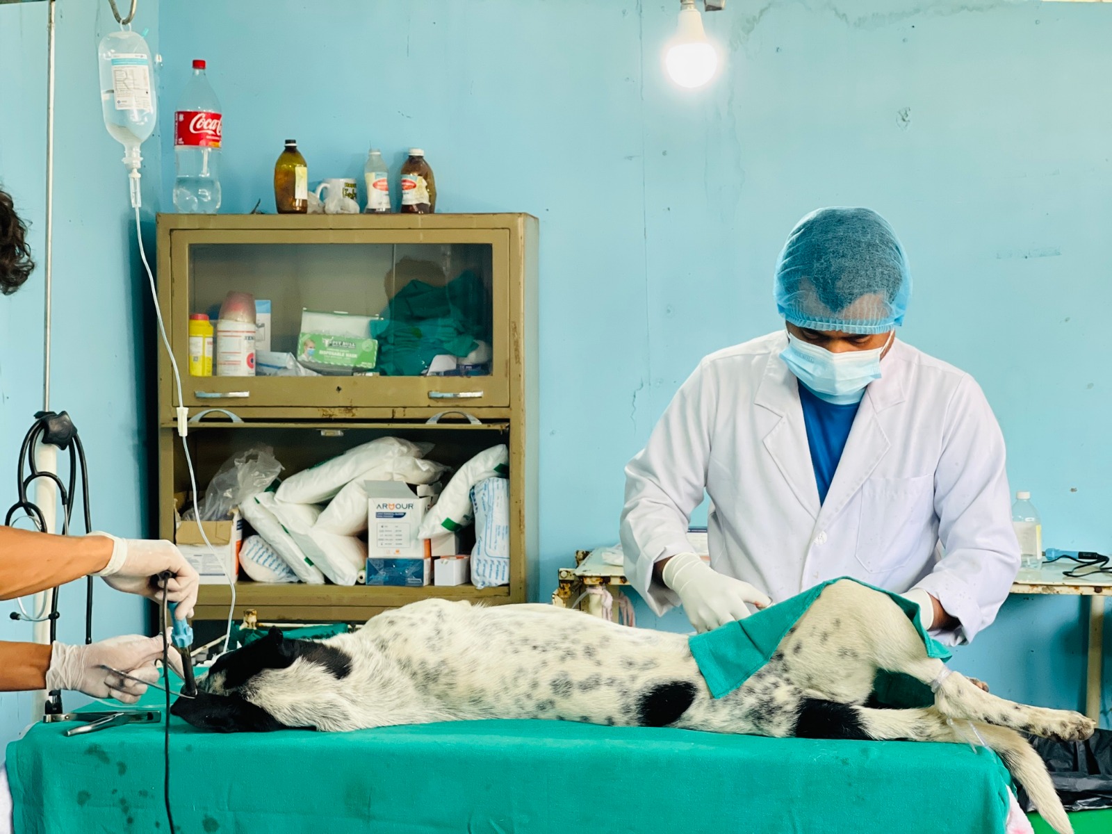 महानगरका ५‚०४४ सामुदायिक कुकुरको बन्ध्याकरण