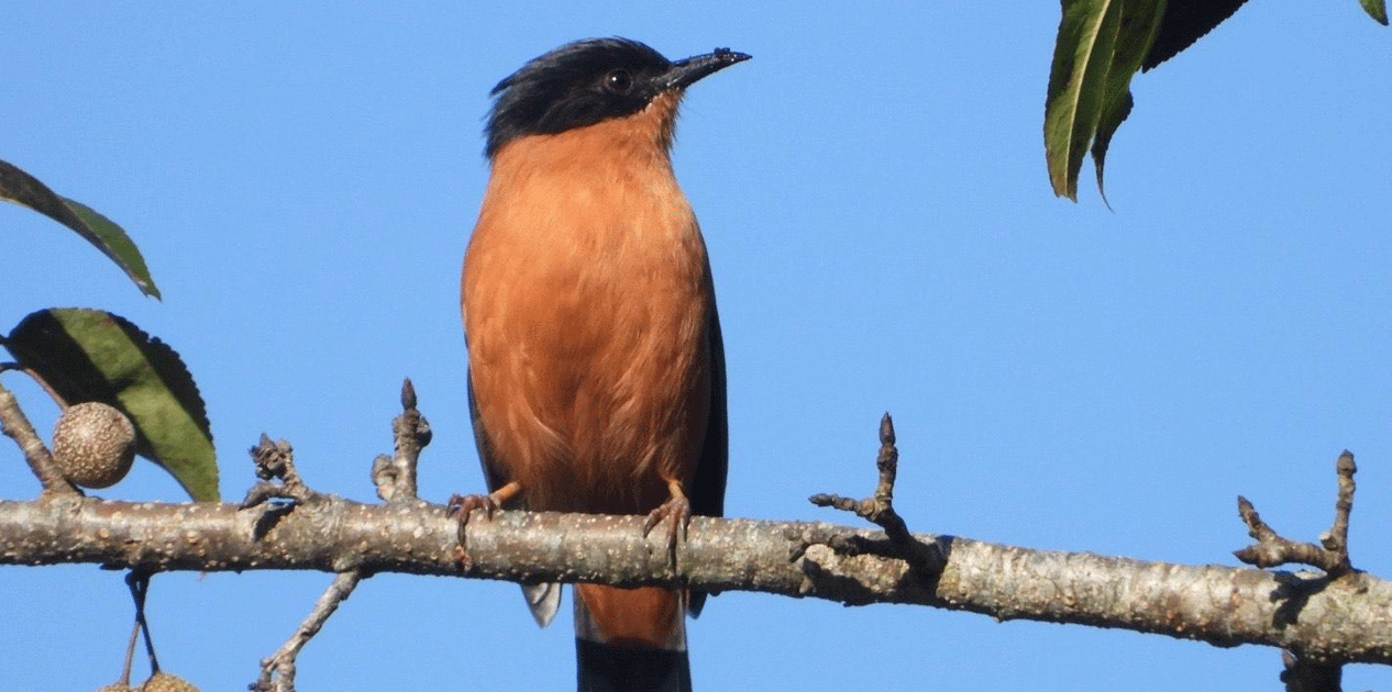 गुल्मीमा चरा प्रजातिको संख्या ३५५ पुग्यो