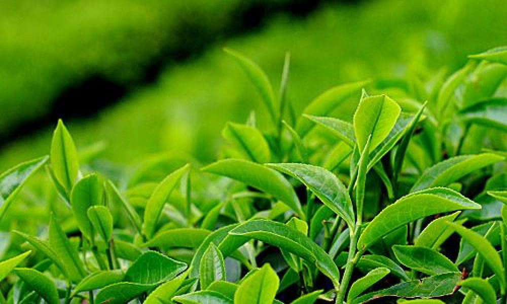 आमचोकमा रु तीन करोड लगानीमा चियाखेती