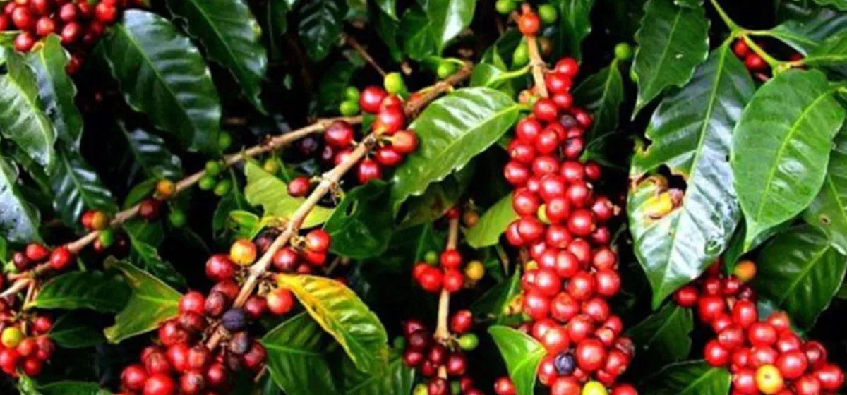 आर्थिक उपार्जनको माध्यम बन्दै कफीखेती