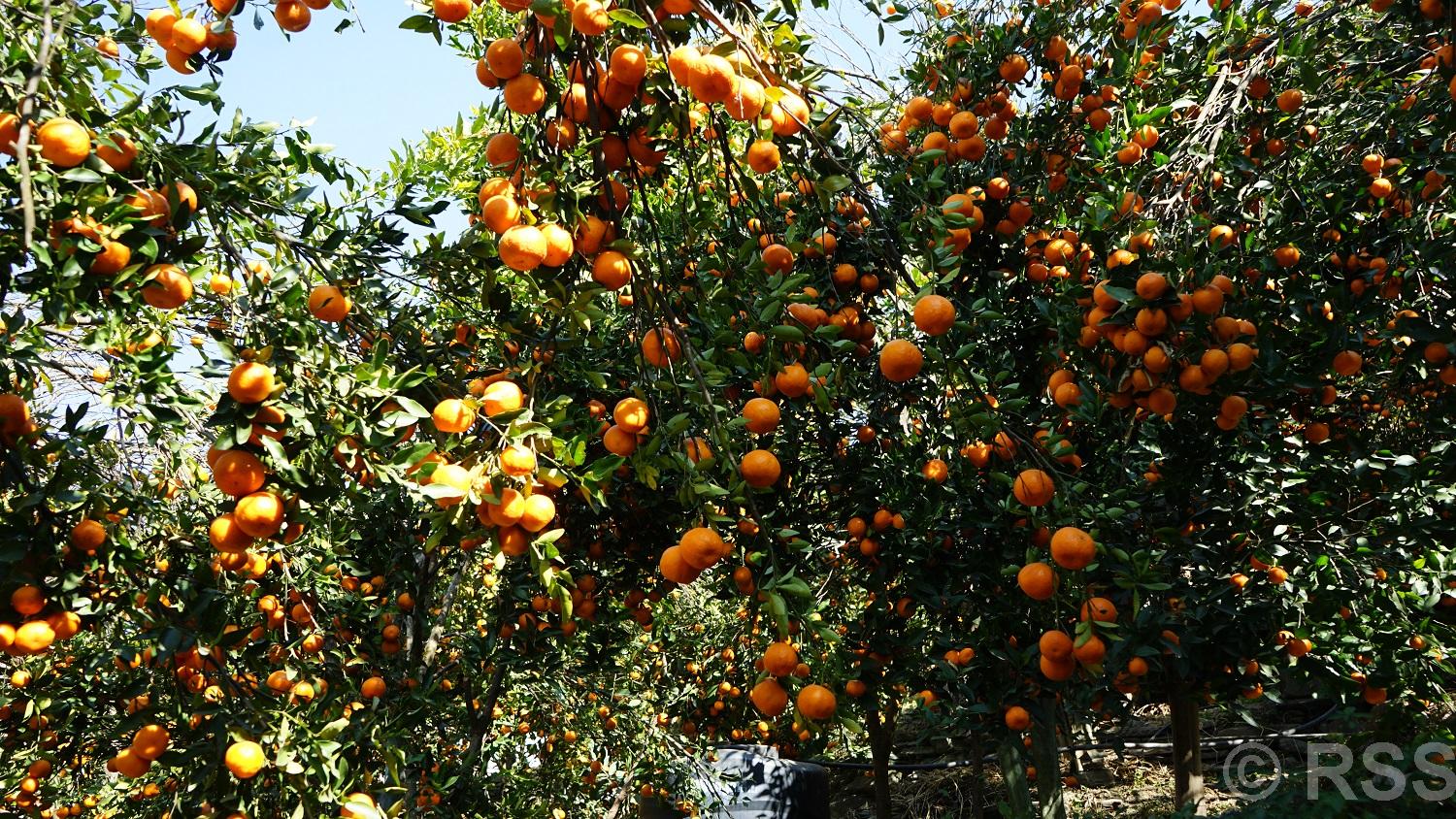 अन्यत्र निख्रिएपछि सुन्तला टिप्न थालेका बाँसखर्कका किसानले दोब्बर मूल्य हात पारे