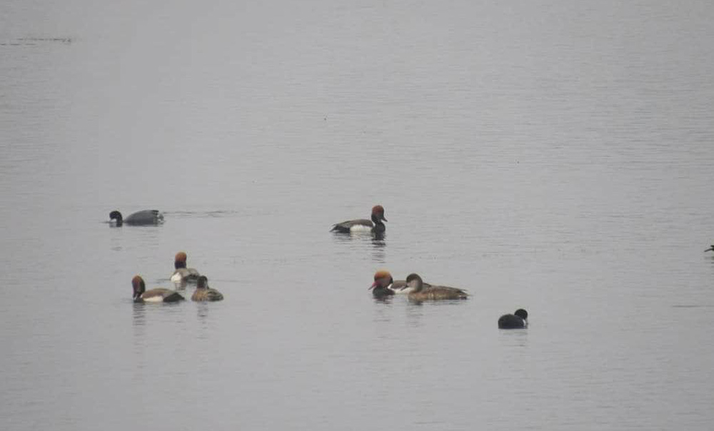 कञ्चनपुरमा जलपन्छी गणना सम्पन्न, नतिजा केही दिनमै आउने