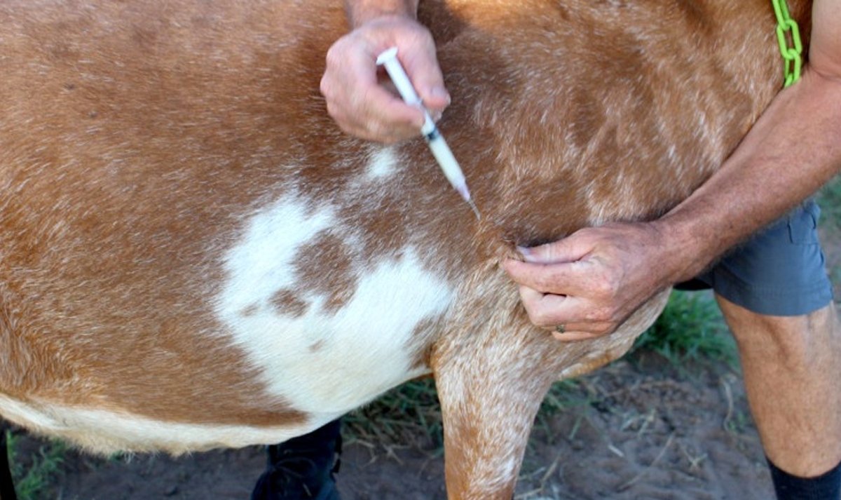 चितवनमा ८० हजार पशुलाई खोरेतबिरुद्धको खोप लगाइने