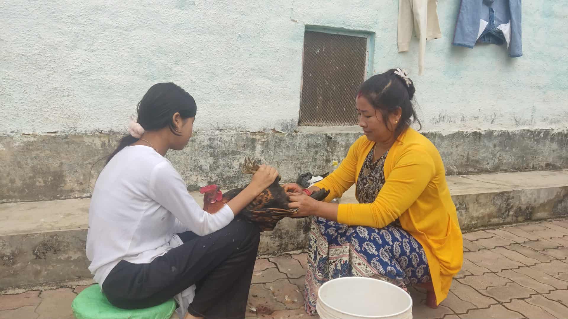 कुखुराको भालेलाई ‘अप्रेसन’ गरेर बधिया बनाइँदै