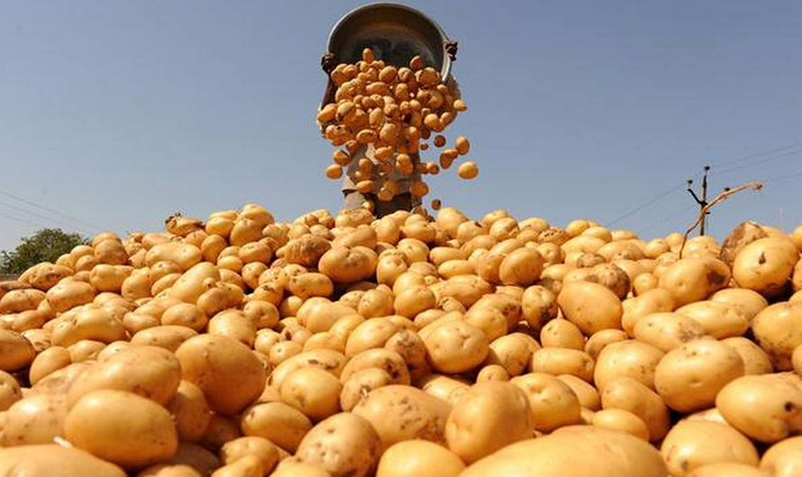 ‘आलु बिक्री गर्न बजारको समस्या छैन’