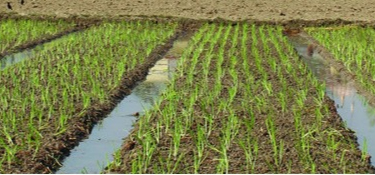 रुपामा एक लाख ७५ हजार किलो लसुन र प्याज उत्पादन गर्ने लक्ष्य