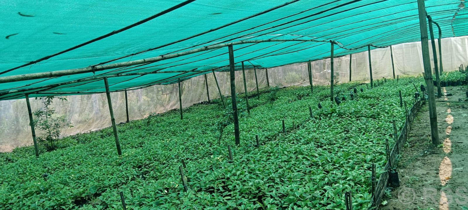 षडानन्दमा ‘गरिबी निवारणका लागि प्राङ्गारिक कफीखेती कार्यक्रम’