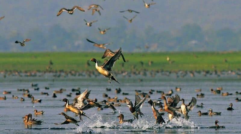 कञ्चनपुरमा आजदेखि जलपंछी गणना