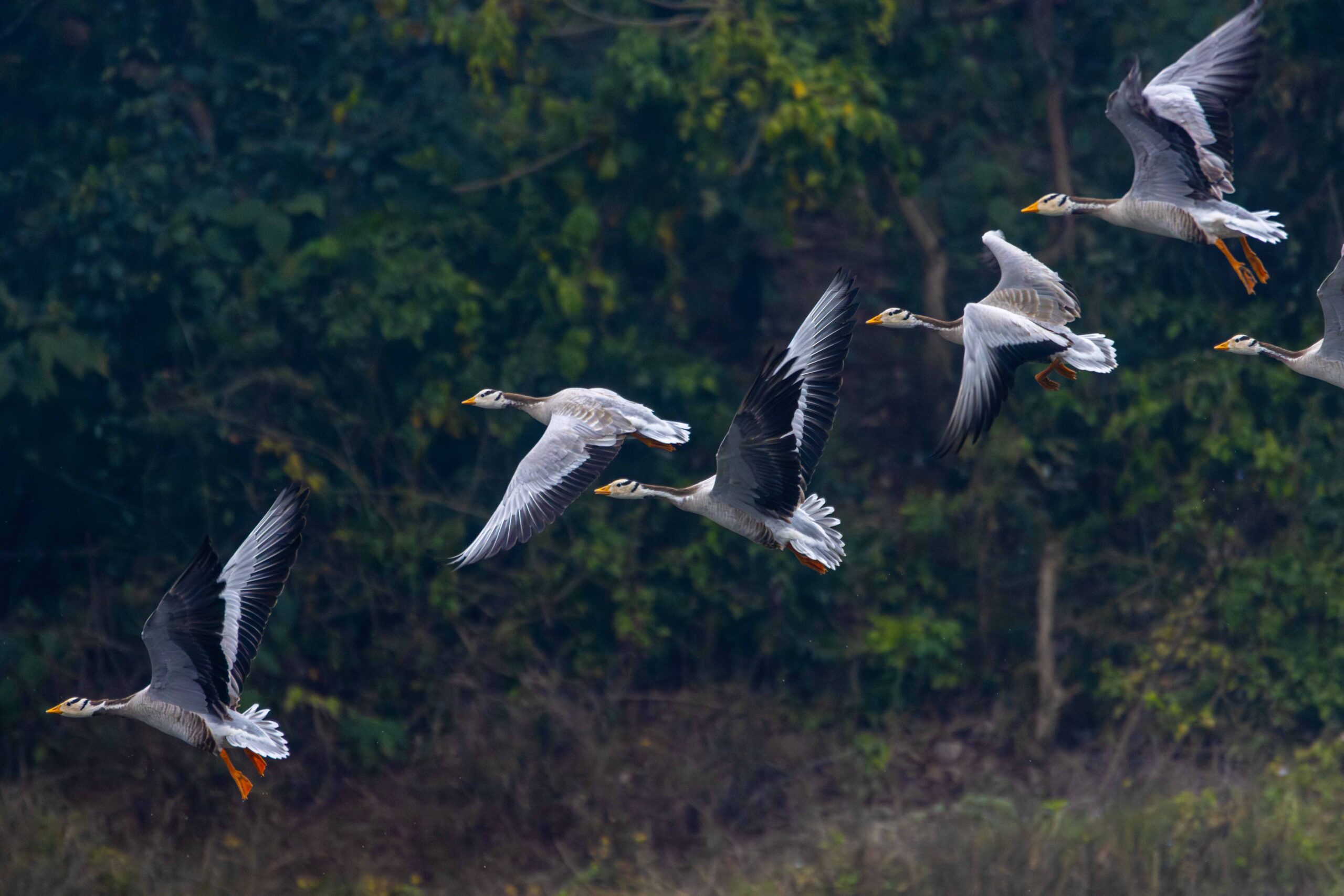 नारायणीमा चराचुरुंगीको कल्याङमल्याङ [१२ तस्बिर]