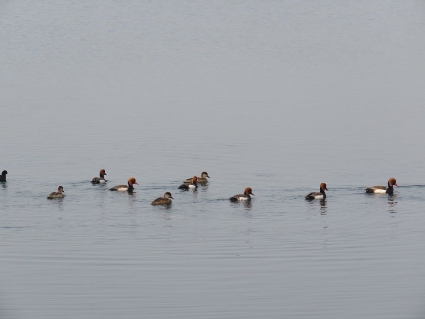 नेपालमा जलपन्छीको सङ्ख्या घट्दो