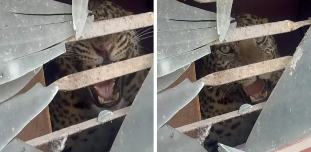 काठमाडौँको तारकेश्वरमा चितुवाको आक्रमणबाट दुई जना घाइते