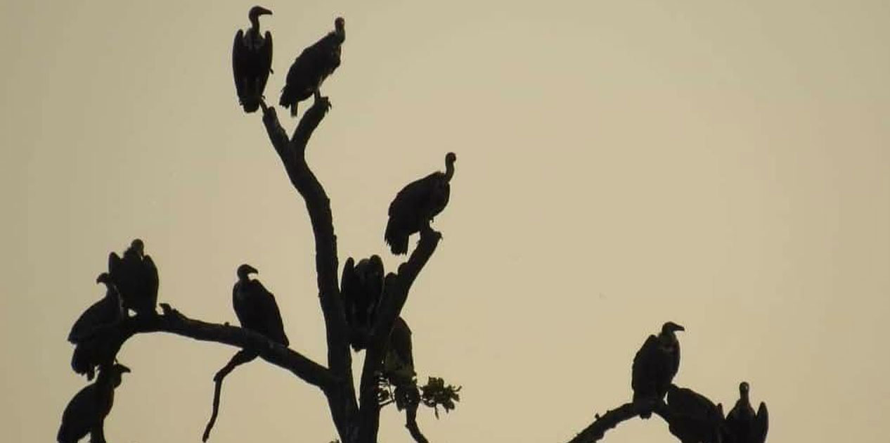 कञ्चनपुरमा गिद्धको गुँड अनुगमन सुरु, संख्यामा सुधार आउँदै