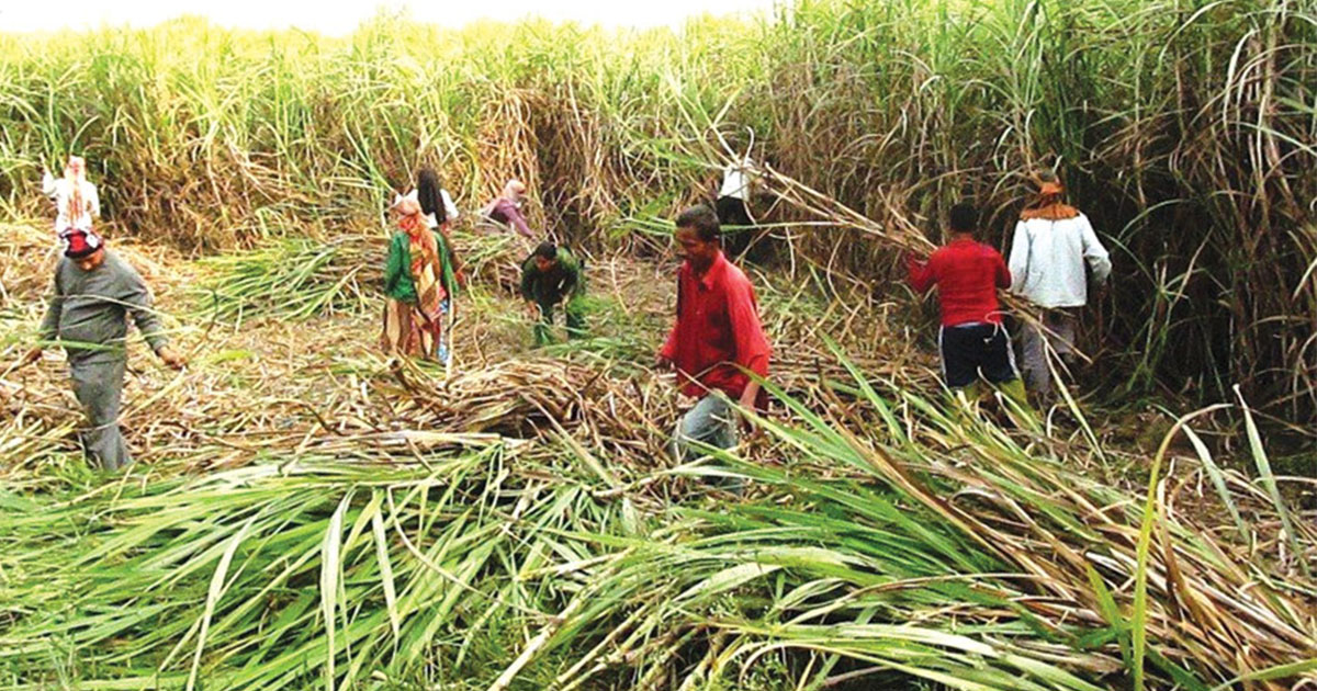 राजनीतिसँगै व्यावसायिक उखुखेतीमा जमेका जनप्रतिनिधि
