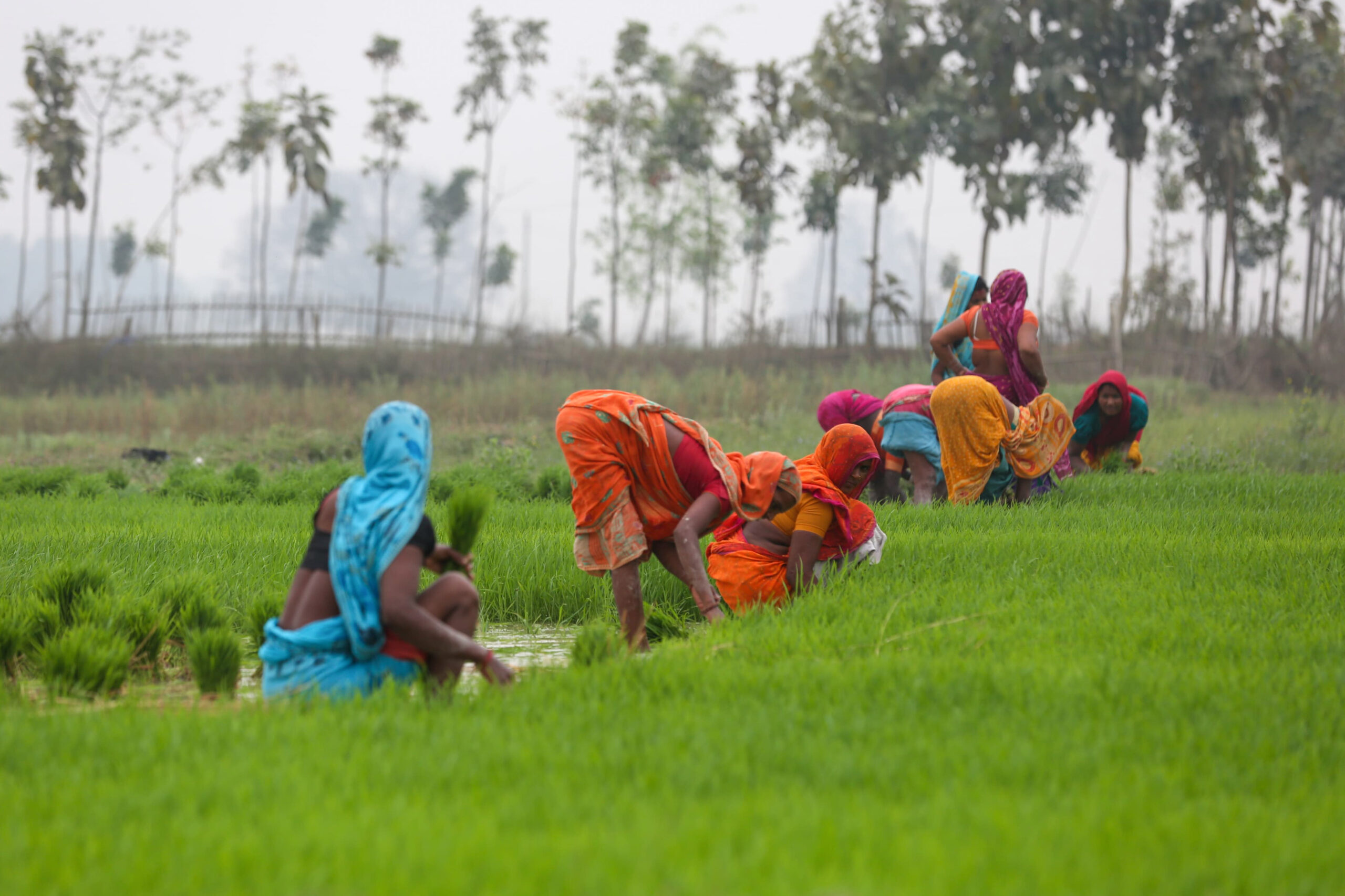 राष्ट्रिय धान दिवस मनाइँदै