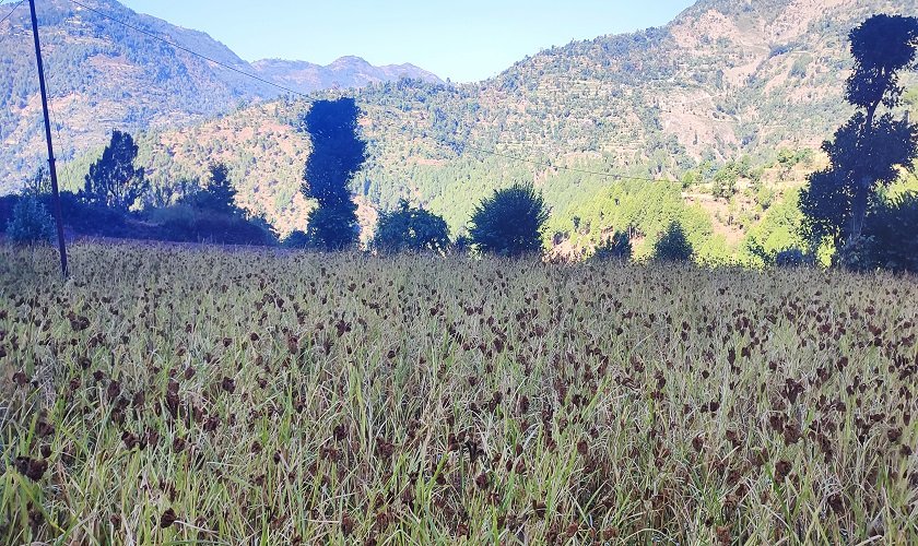 समयमा पानी पर्दा उदयपुरमा कोदो उत्पादनमा बृद्धि