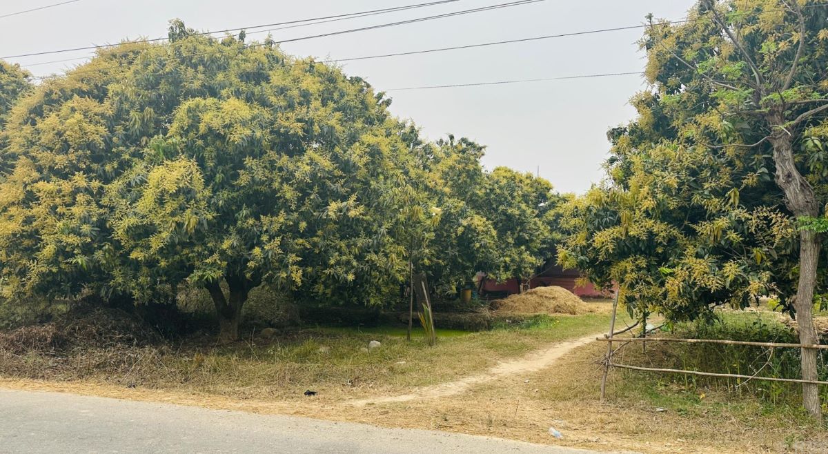 यस वर्ष आँपमा राम्रो मञ्जरी, उत्पादन बढ्ने अपेक्षा