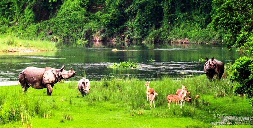 चितवनमा राष्ट्रिय वन्यजन्तु सप्ताह