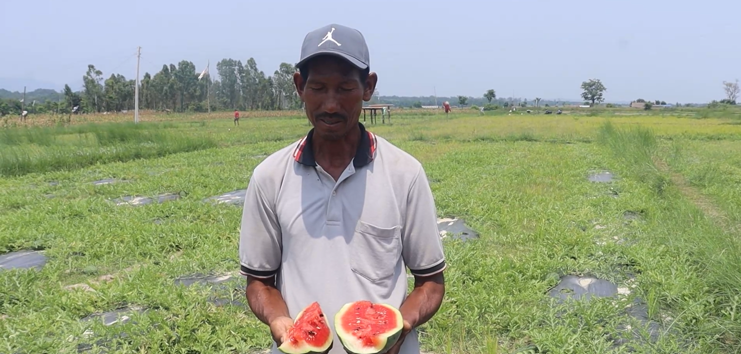 उदयपुरको हडियामा व्यावसायिक खरबुजा खेती