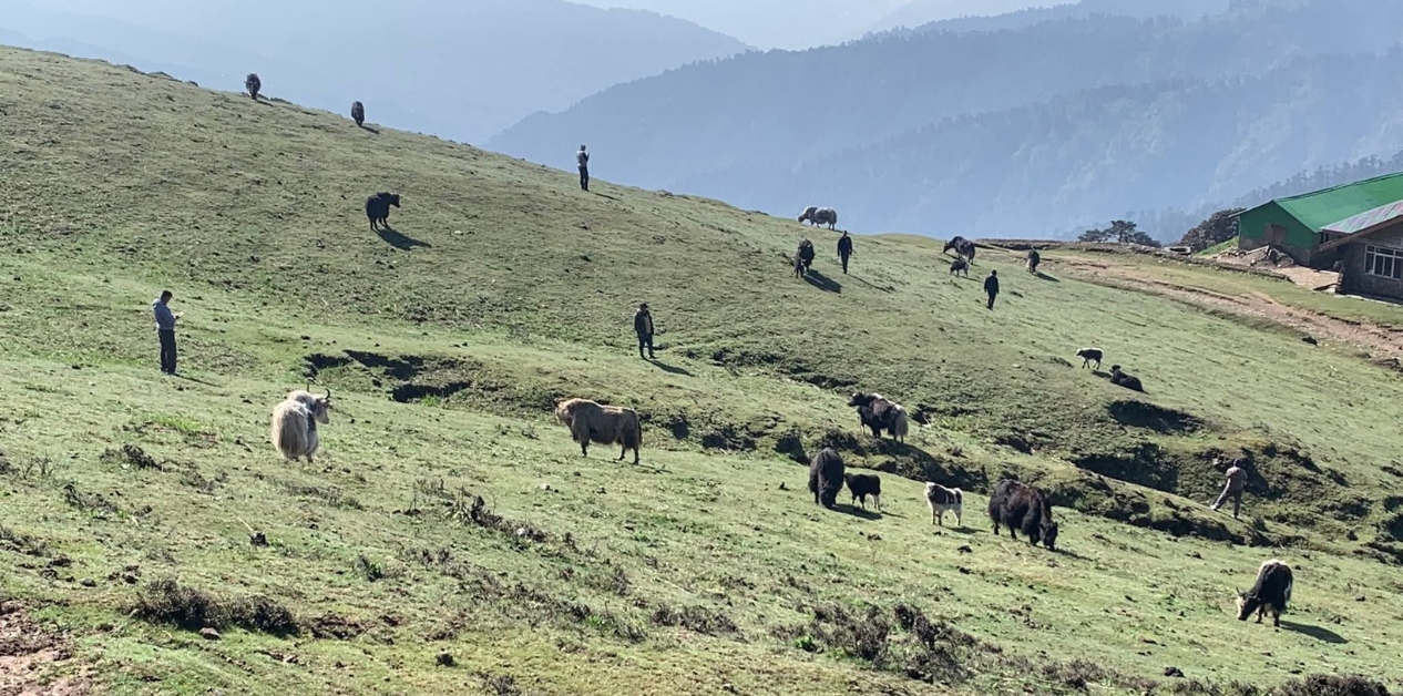 चौँरीपालनमा गैरशेर्पा समुदाय