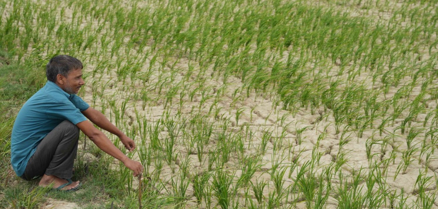 बाँकेमा रोपाइँ गर्न  आकाशे पानीकोभर