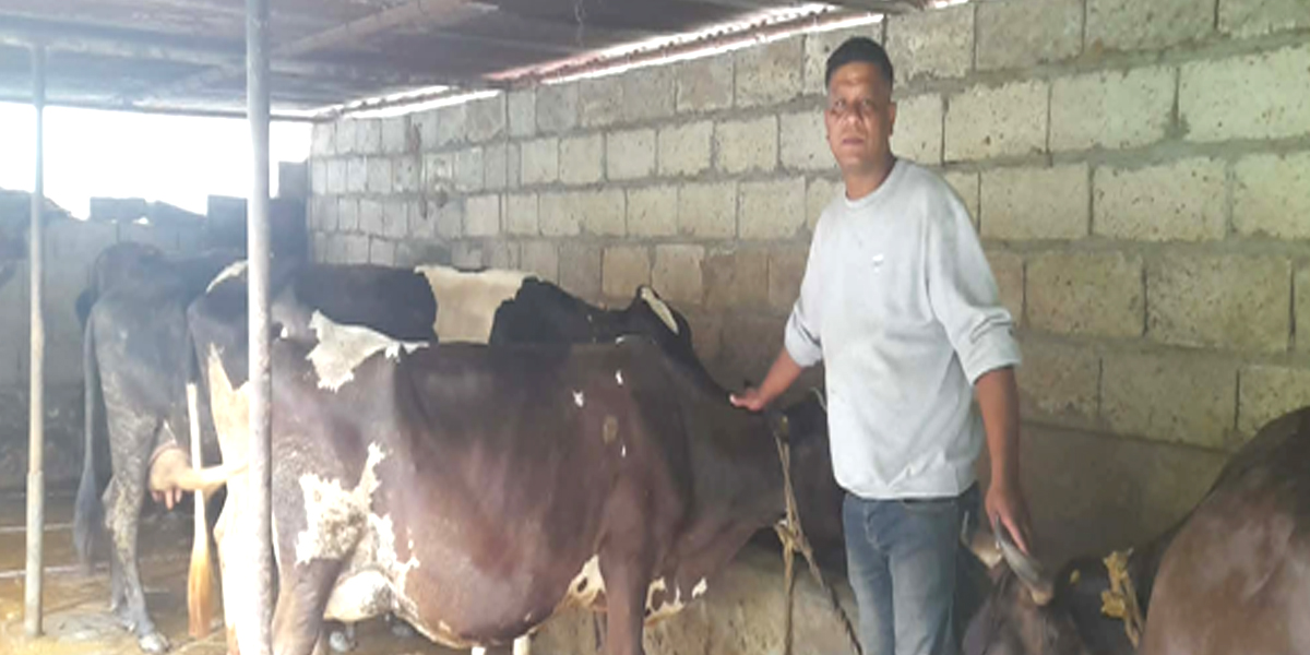 खाडीबाट फर्केर गाईपालनः मासिक दुई लाख आम्दानी