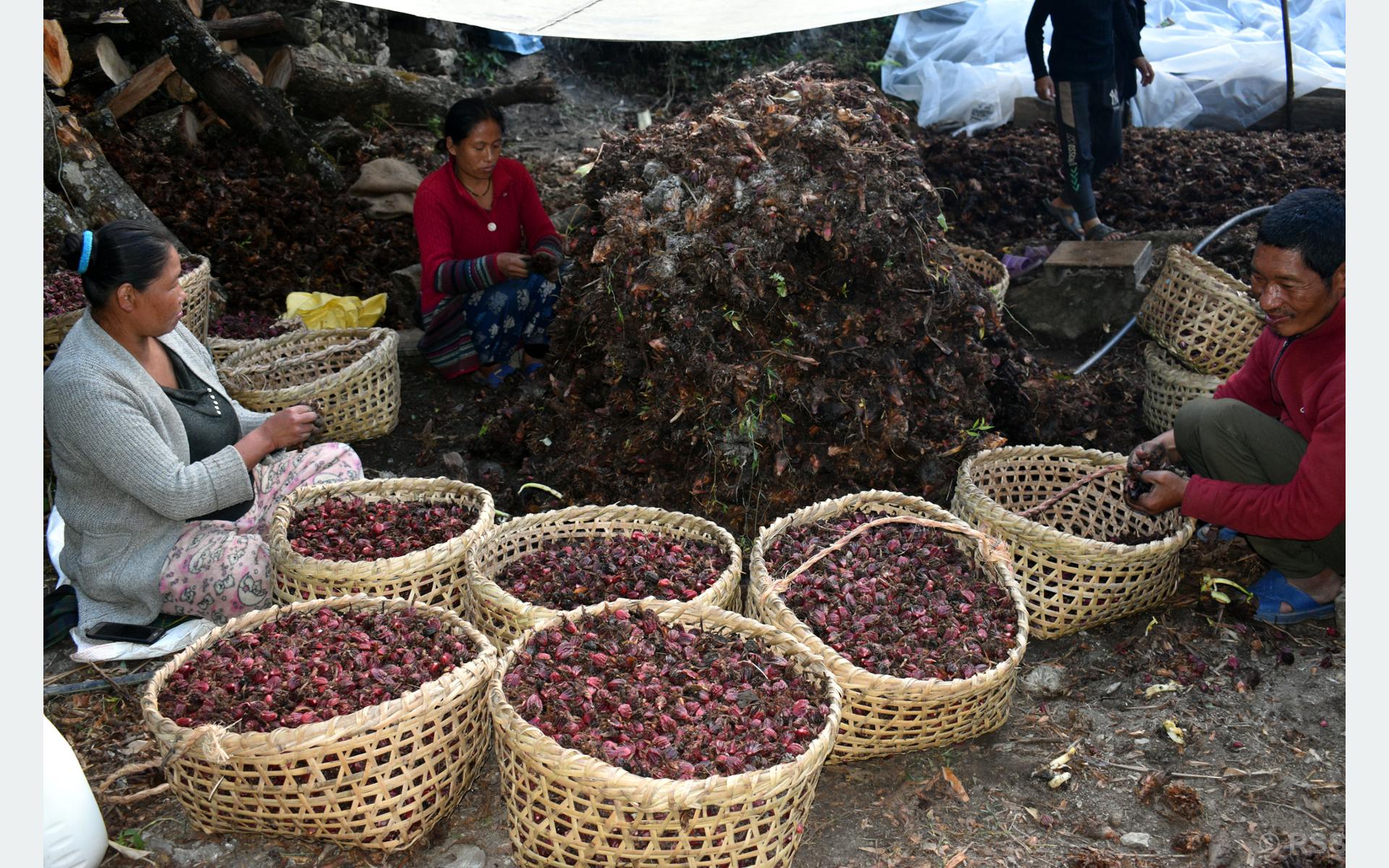 ताप्लेजुङमा अलैँची महोत्सव हुने