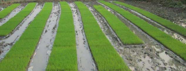 पानी नपर्दा धानको ब्याड राख्न ढिलाइ