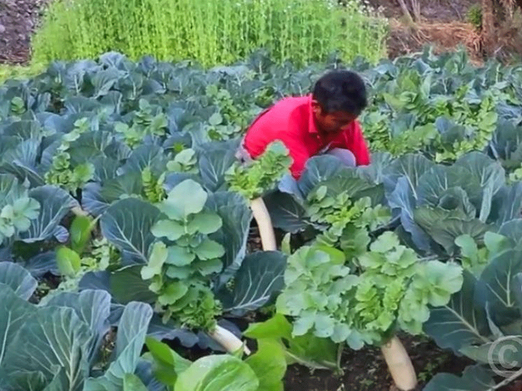 सामूहिक खेती पद्धतिलाई प्रोत्साहन गर्दै हेटौँडा उपमहानगर