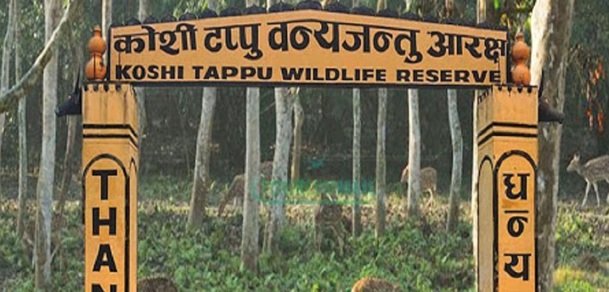 कोशीटप्पु वन्यजन्तु आरक्ष : पर्यटकको आकर्षण बढ्यो