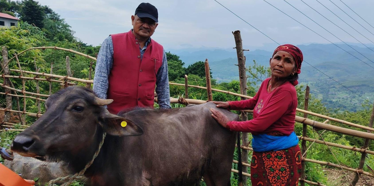 विपन्न परिवारलाई आयआर्जनसँग जोड्न पाडी वितरण