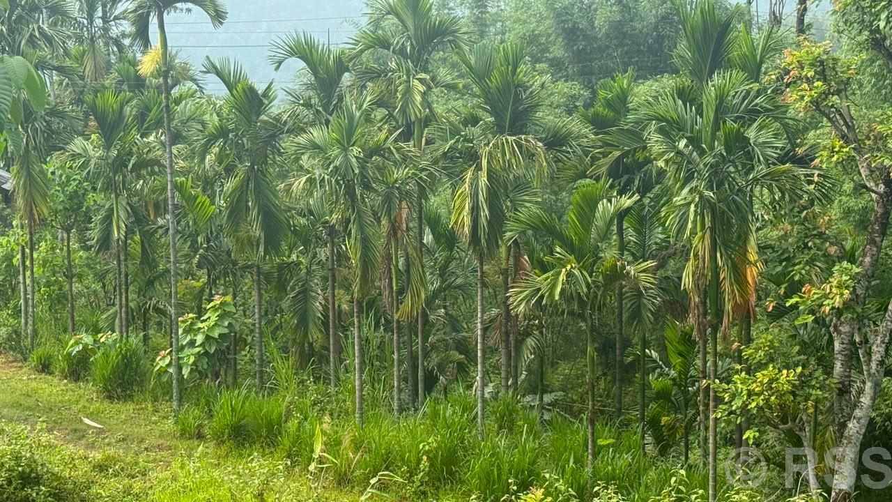 सुपारी खेतीमा इलामका किसानको लगाव