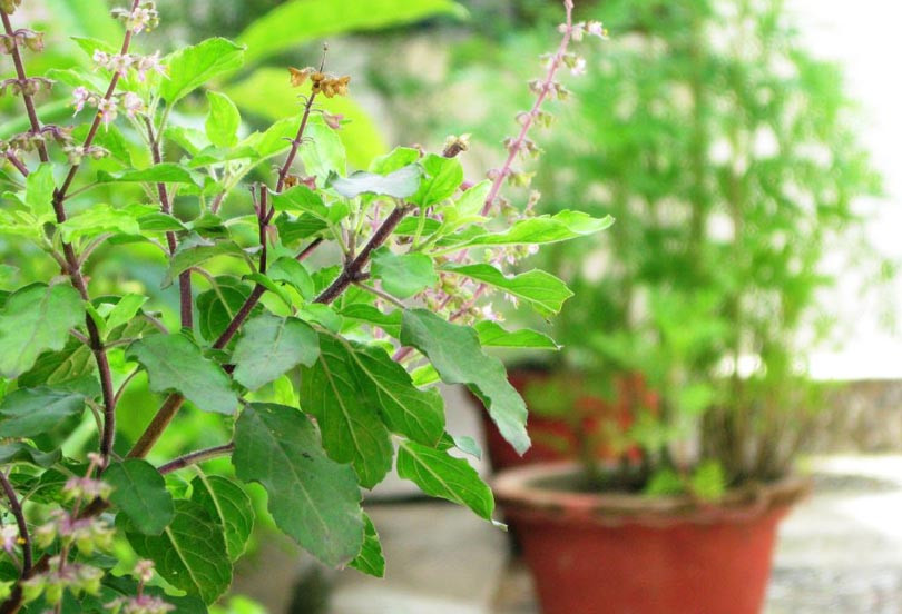 आज निर्जला एकादशी, तुलसीको दल राख्ने दिन