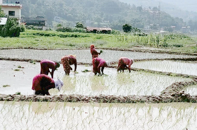 गुञ्जिन छाडे ‘असारे भाका’